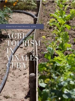 Agritourism in Vinales, Cuba. 
