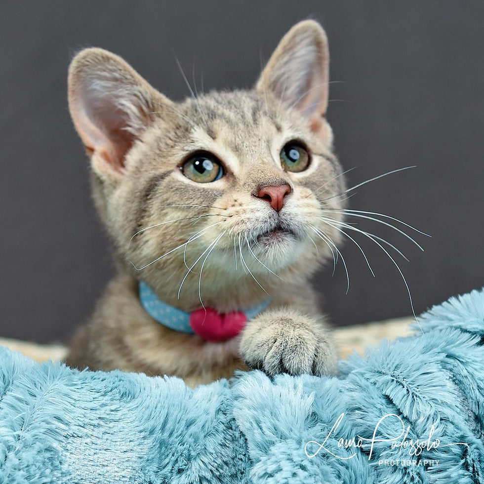 PetSmart Adoption Event