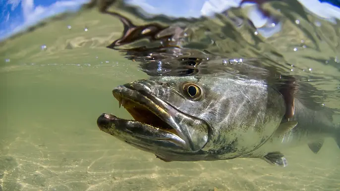 How_to_Catch_Speckled_Sea_Trout.jpg.webp