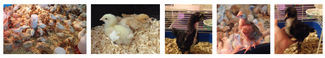 Raising chicks: Week 2