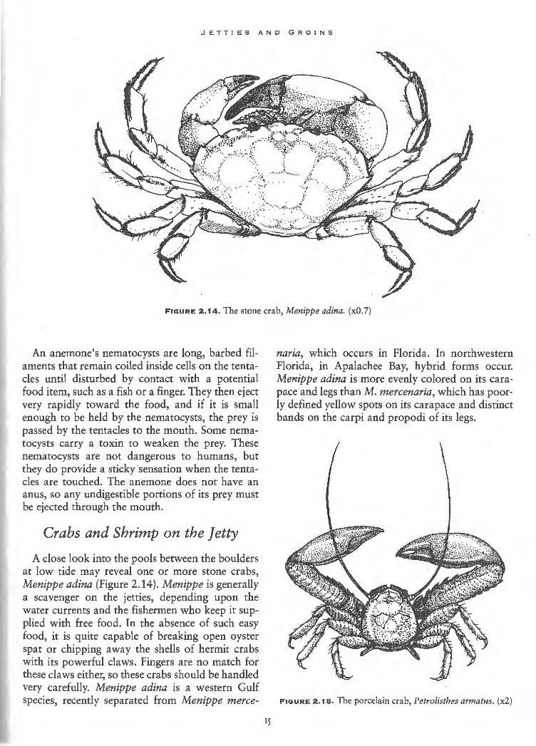 Thumbnail: Beachcomber's Guide to Gulf Coast Marine Life