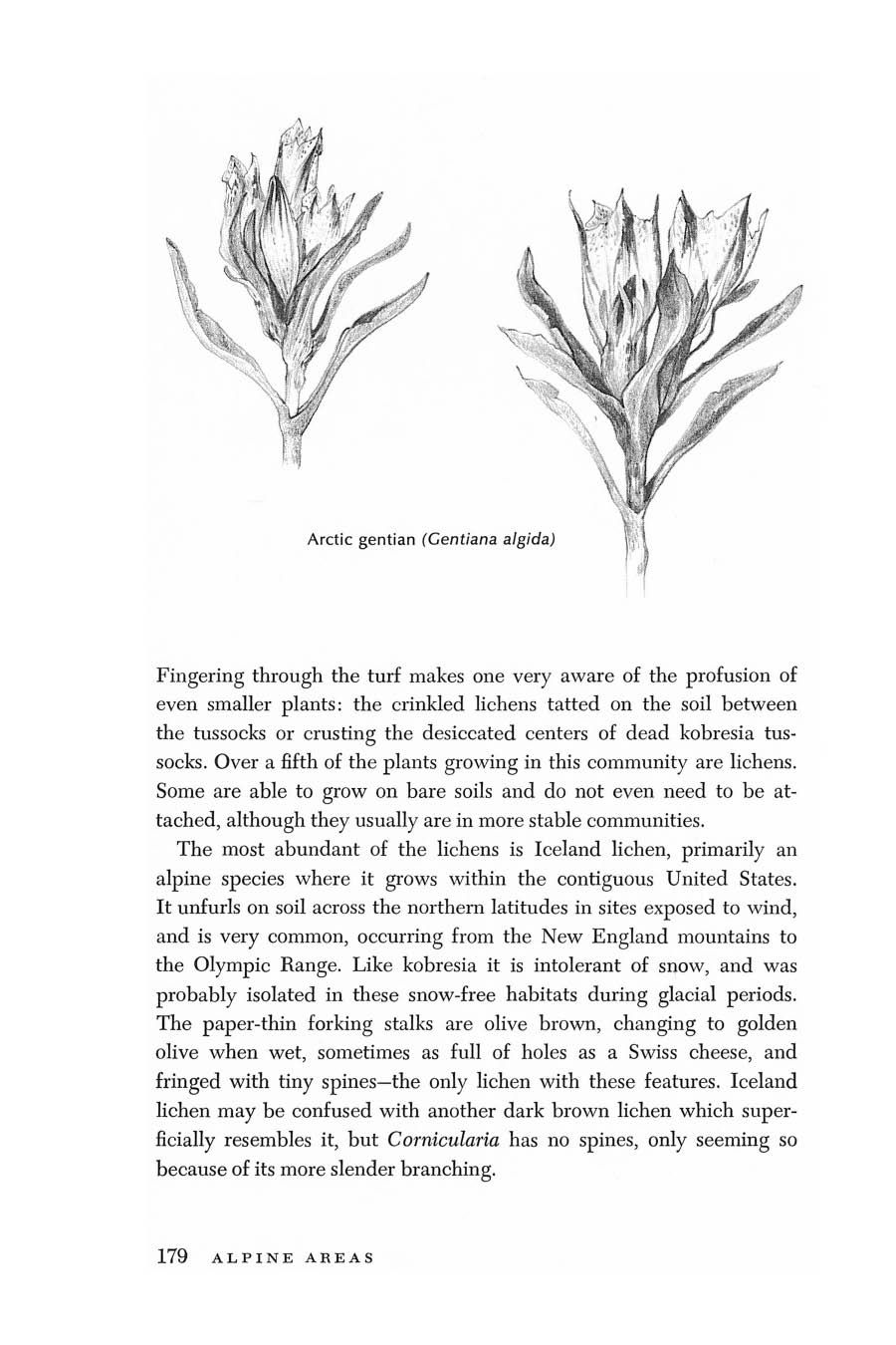 Thumbnail: Land Above the Trees, A Guide to the American Alpine Tundra