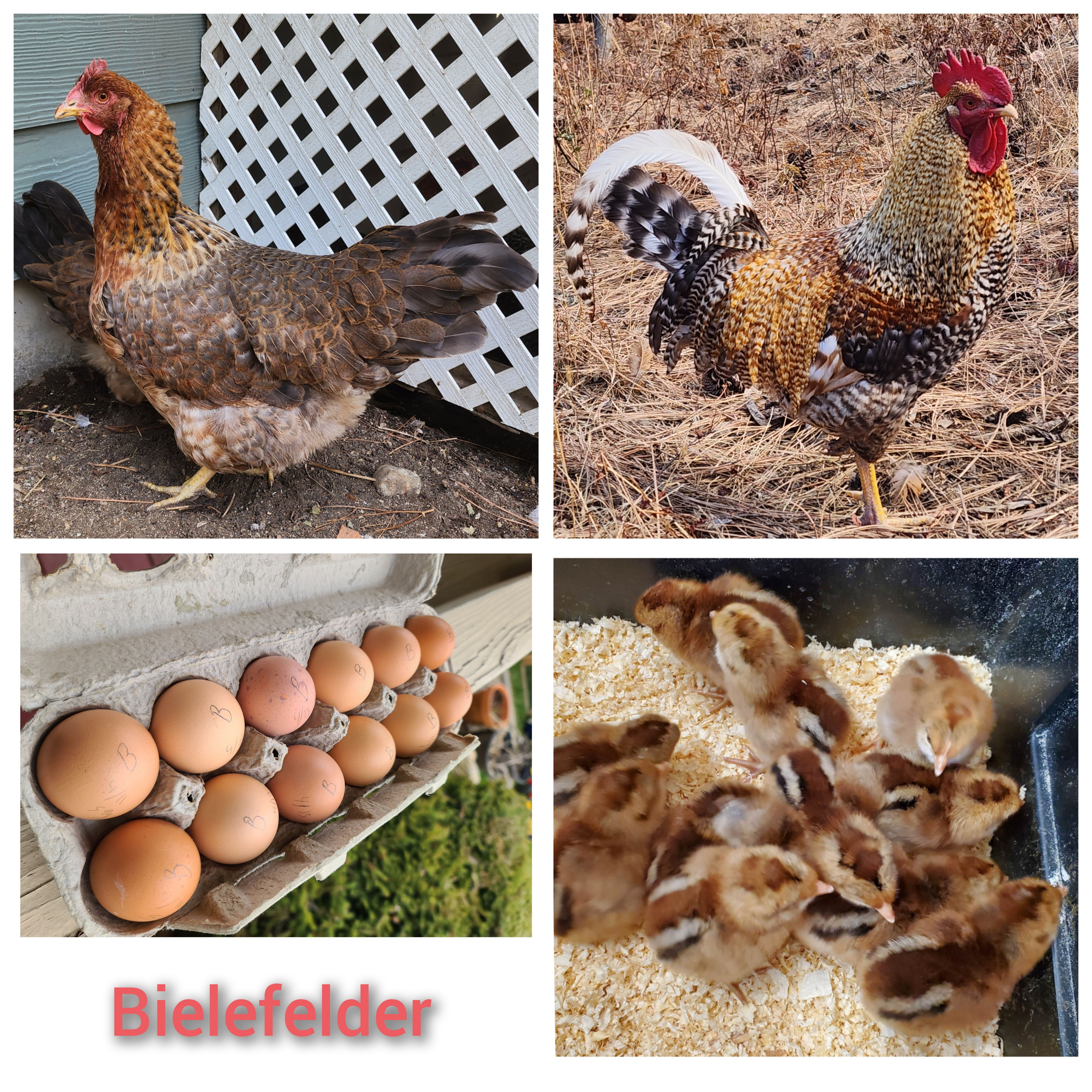 Bielefelder (Pullet- Female)