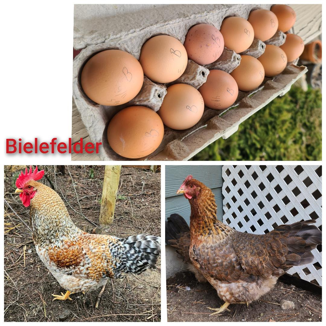 Bielefelder (Pullet- Female)