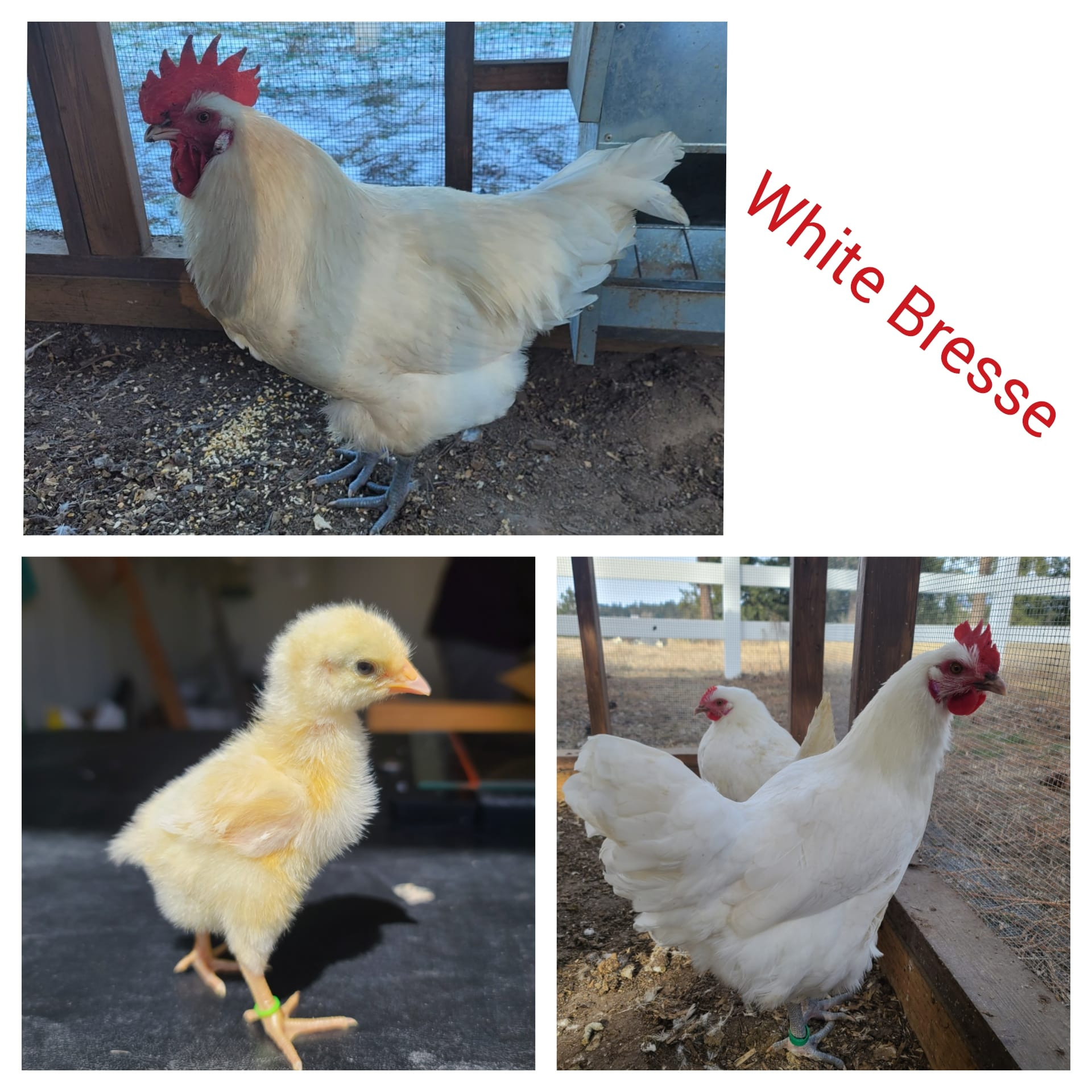 White Bresse (Straight Run- gender unknown)