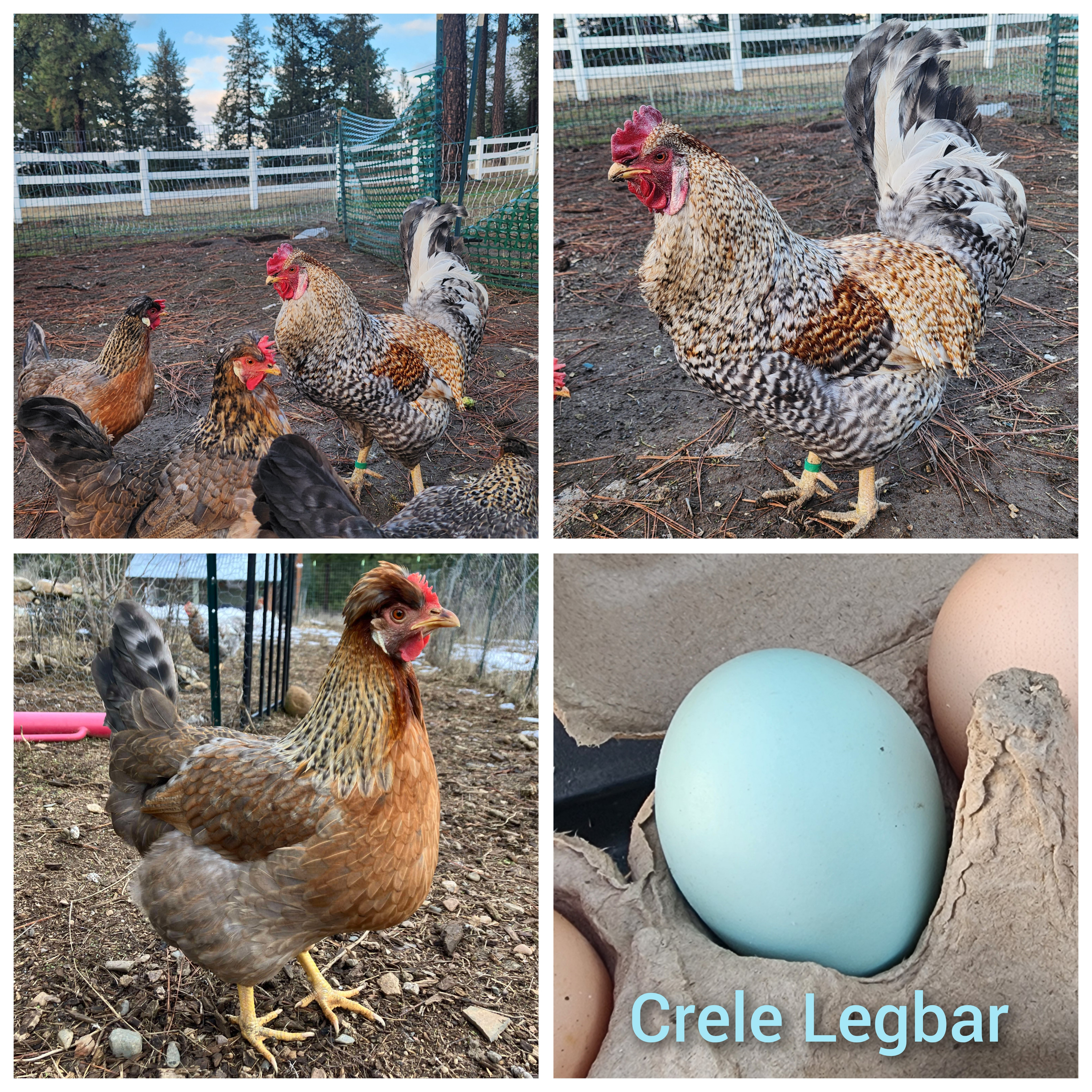 Crele Legbar (Pullet- Female)