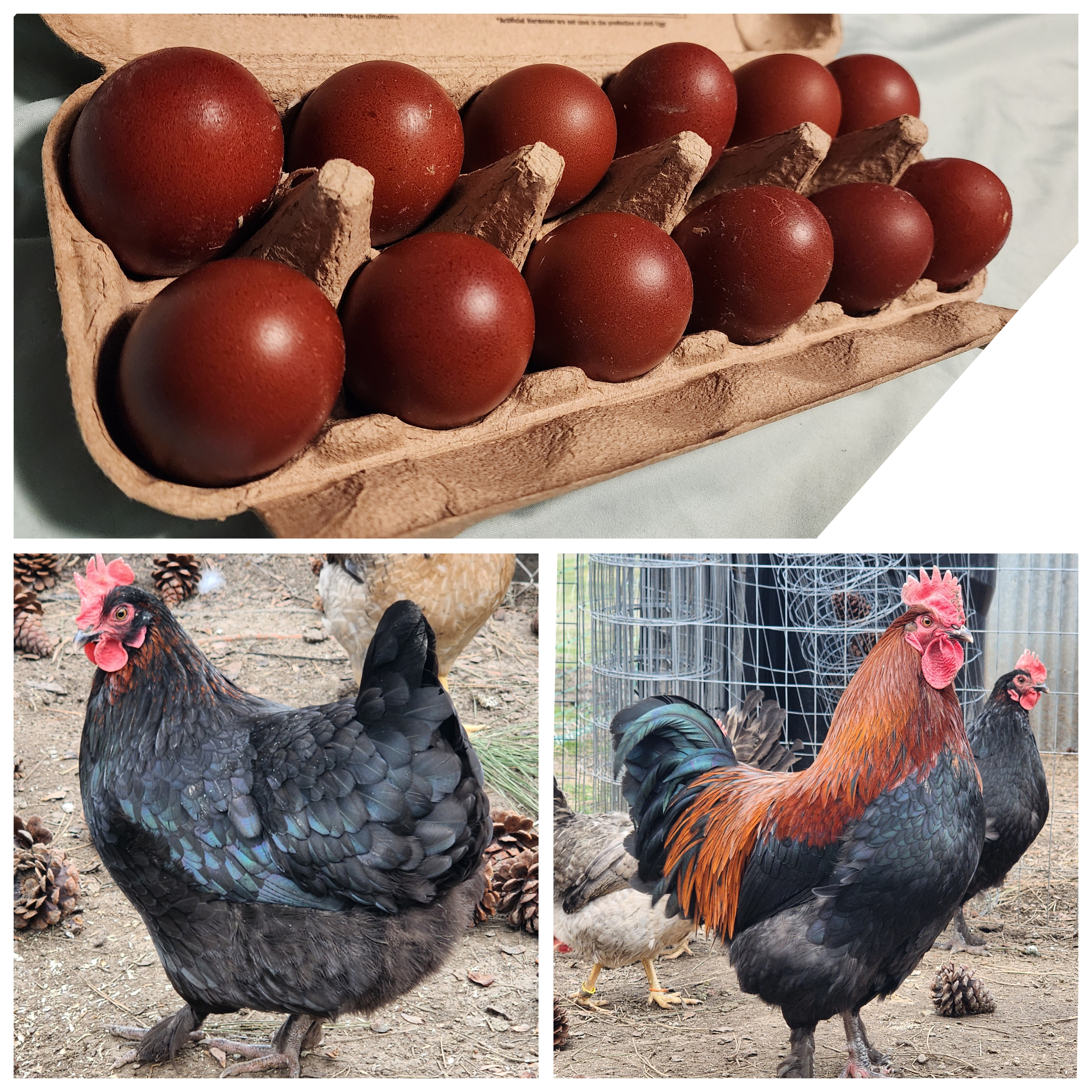 Black Copper Marans (Straight Run- Gender unknown)