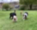 dogs2.jpg