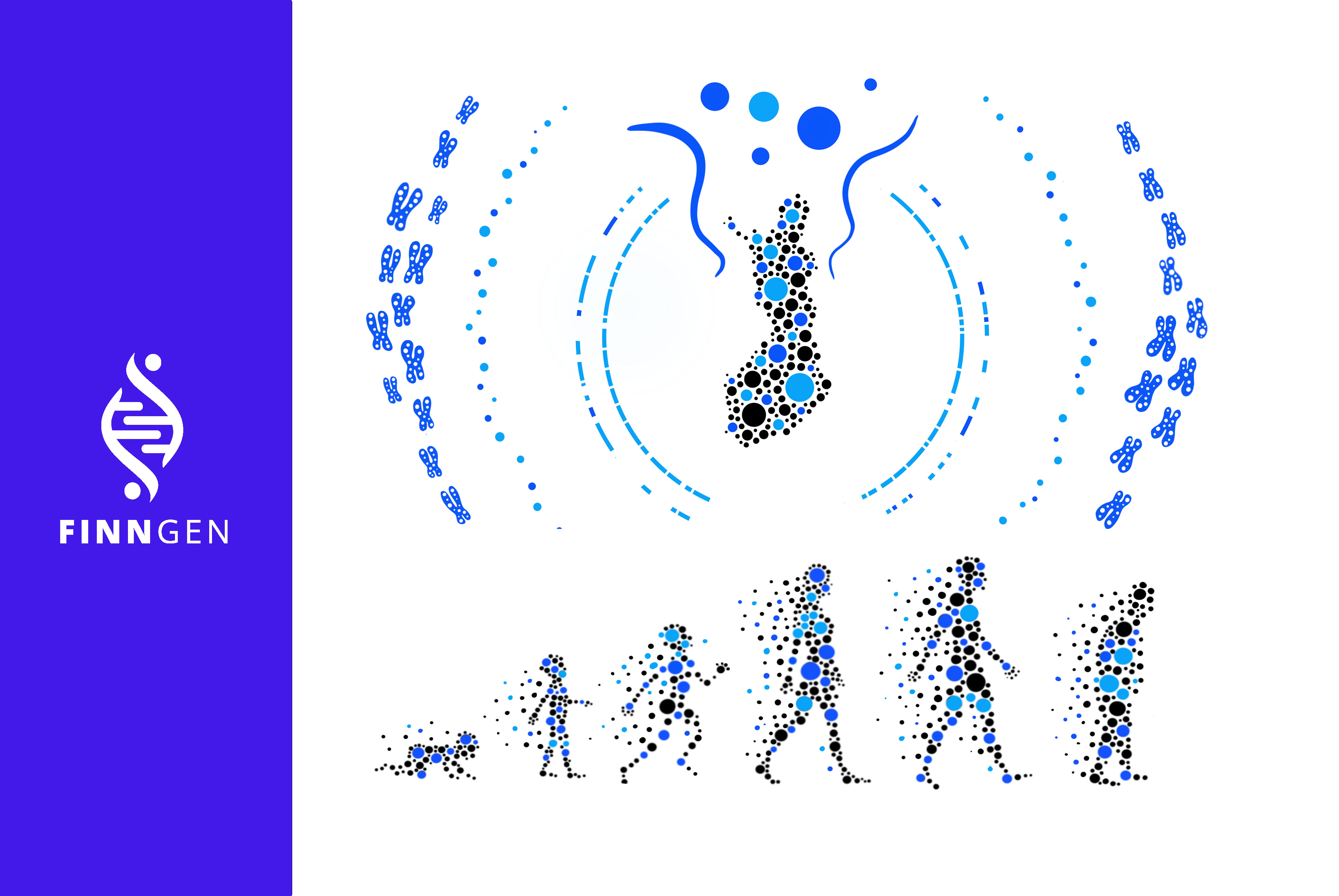 Illustration representing the FinnGen research project. On the left, the FinnGen logo—a stylized DNA helix—appears on a blue background. The main image shows Finland outlined with circles of varying sizes in black and blue, surrounded by chromosomes and abstract circular patterns. Below, a sequence of human figures made of similar dots depicts different phases in the lifetime of one person, from infancy to old age, symbolizing the comprehensive coverage of Finnish health data across the lifespan.
Credits: FinnGen/Alex Cagan
