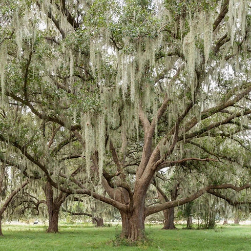 live oak tree.jpeg