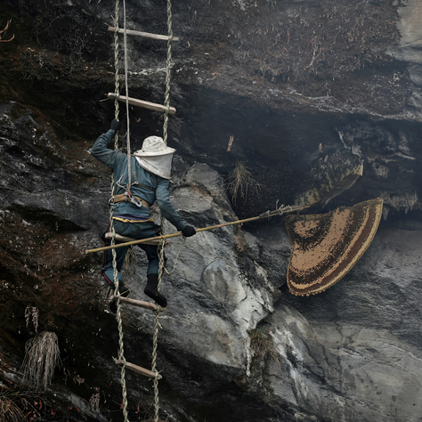Vanishing Hives: The Impact of Climate Change on Nepal’s Honey Hunting Tradition