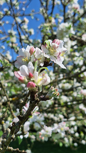 Fleurbachpommier2.jpg