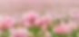 poppies-6476322_960_720_edited.jpg