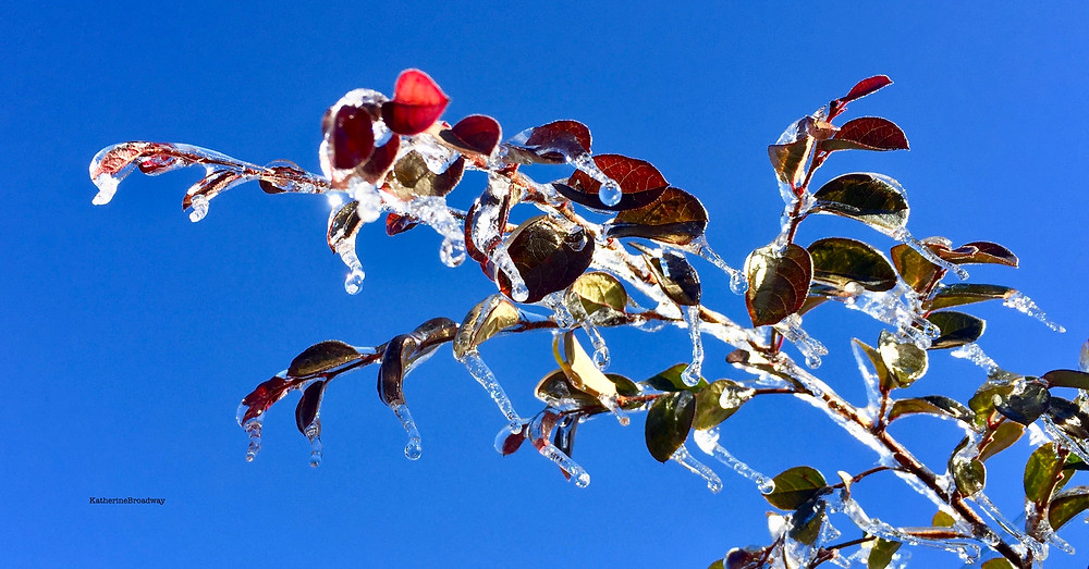 Picture of plant with Ice, Raleigh Psychotherapy, Counseling