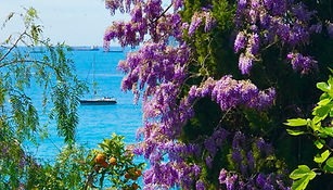 Image of lilac tree against an ocean background