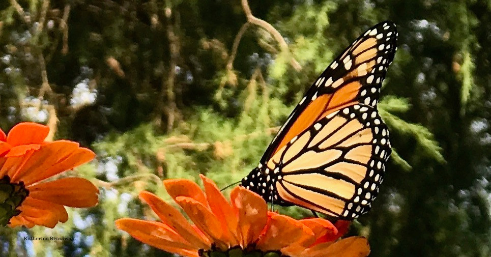 butterfly on flower, Raleigh Psychotherapy, counseling, positiver thoughts, Katherine Broadway