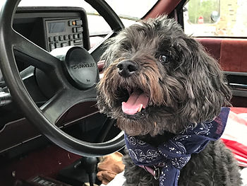 Image of black poodle behind wheel of car. Raleigh Psychotherapy, counseling, puzzled, Katherine Broadway