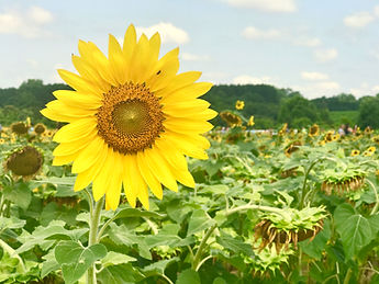 Image of large sunflower in foreground