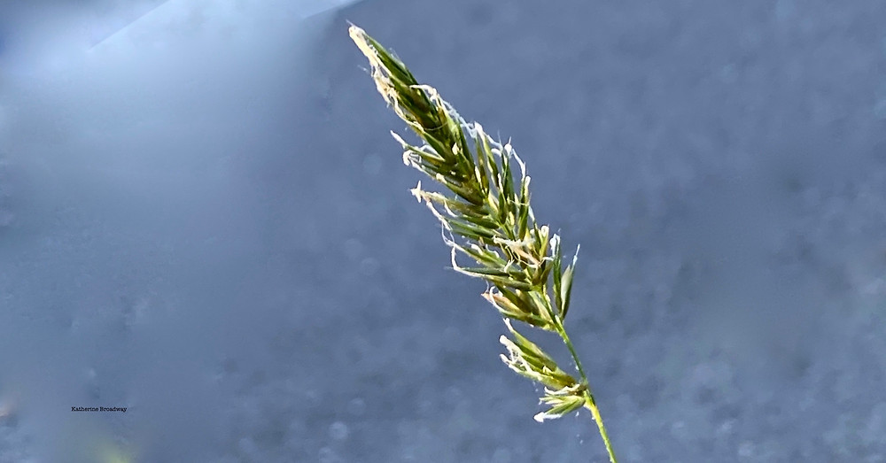 picture of grass, Raleigh Psychotherapy, Katherine Broadway, loneliness or Overwhelm