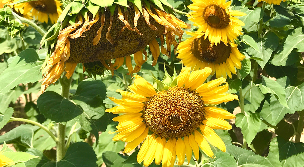Image of sunflowers at the end of their season.