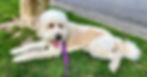 Pic of dog, Raleigh Psychotherapy, counseling, Katherine Broadway