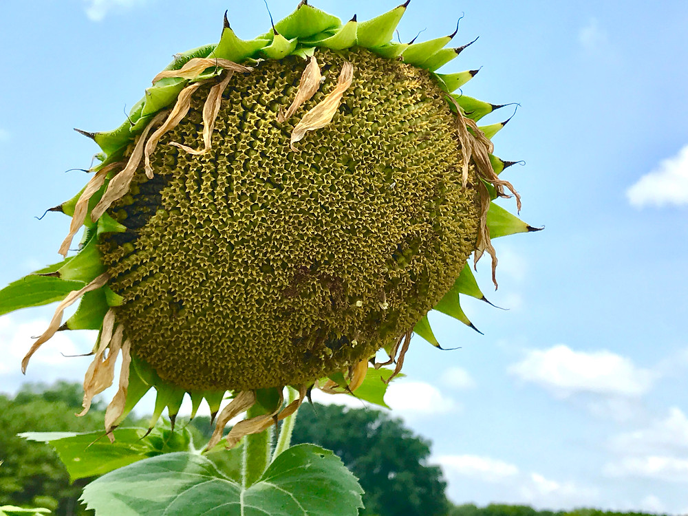 Image of dried out sunflower. Raleigh Psychotherapy, counseling, Living on Auto Pilot, Katherine Broadway