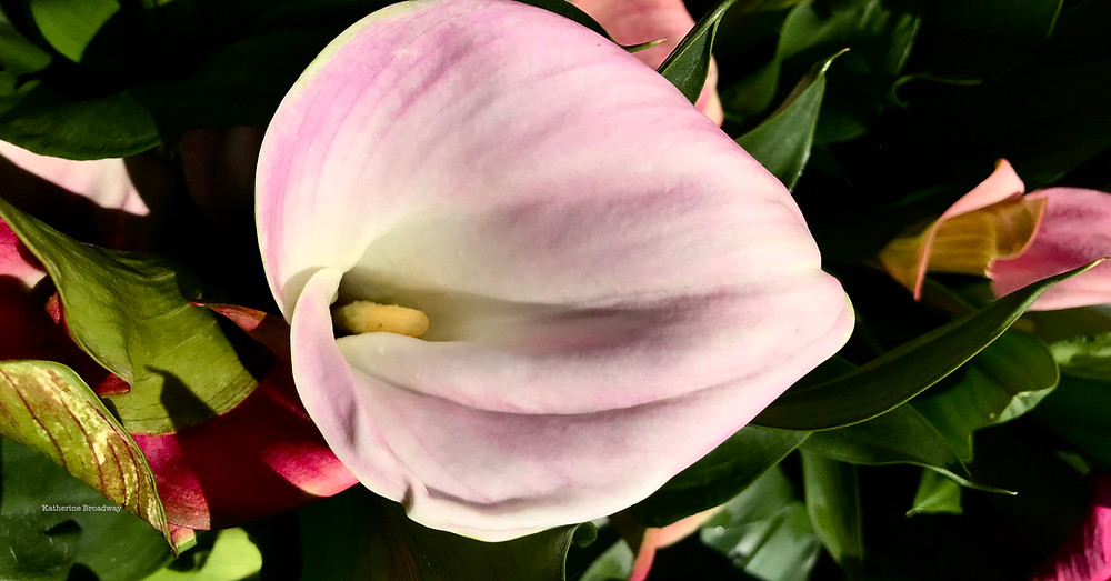 Image of light pink flower against dark green background.Raleigh Psychotherapy, Self, Katherine Broadway, Counseling