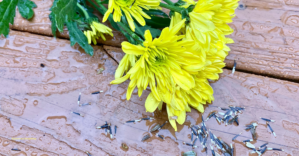 Image of chartreuse flowers on a wet deck. Raleigh Psychotherapy, counseling, Small Things, Katherine Broadway