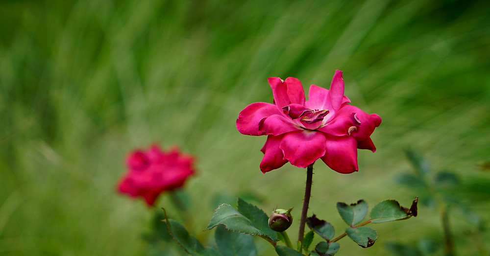Image of 2 red roses against blurred green background. Raleigh Psychotherapy, counseling, co-dependency, Katherine Broadway