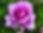 Madiba Rose