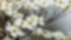 white_dogwood_flowers_petals_tree_branches_blur_background_4k_hd_flowers.jpeg