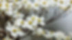 white_dogwood_flowers_petals_tree_branches_blur_background_4k_hd_flowers.jpeg