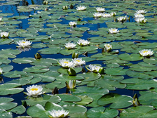 Walking on Lily Pads