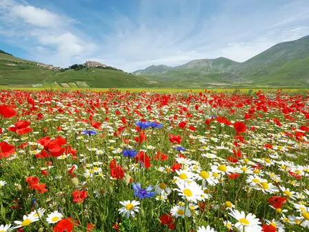 Sfaccettatura olfattiva floreale