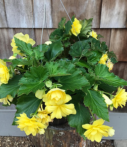 Begonia Joy.jpg