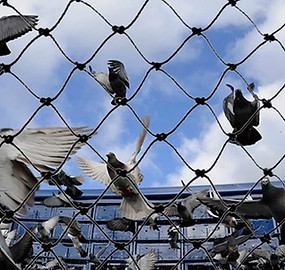 pigeon-net installation