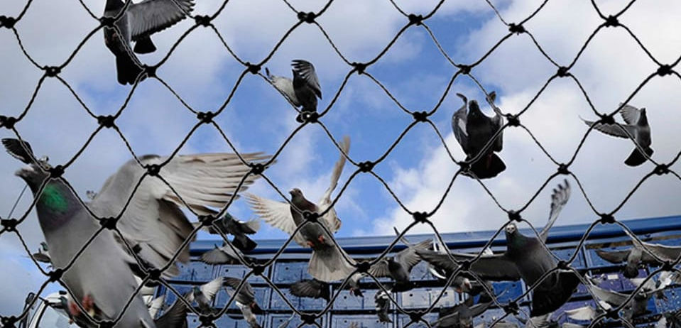 Pigeon-mesh                                    .jpeg