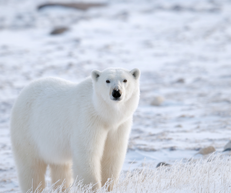 Polar bear standing on snowy terrain, looking towards the camera. Overcast sky and rocks in the blurred background. Calm, natural setting.