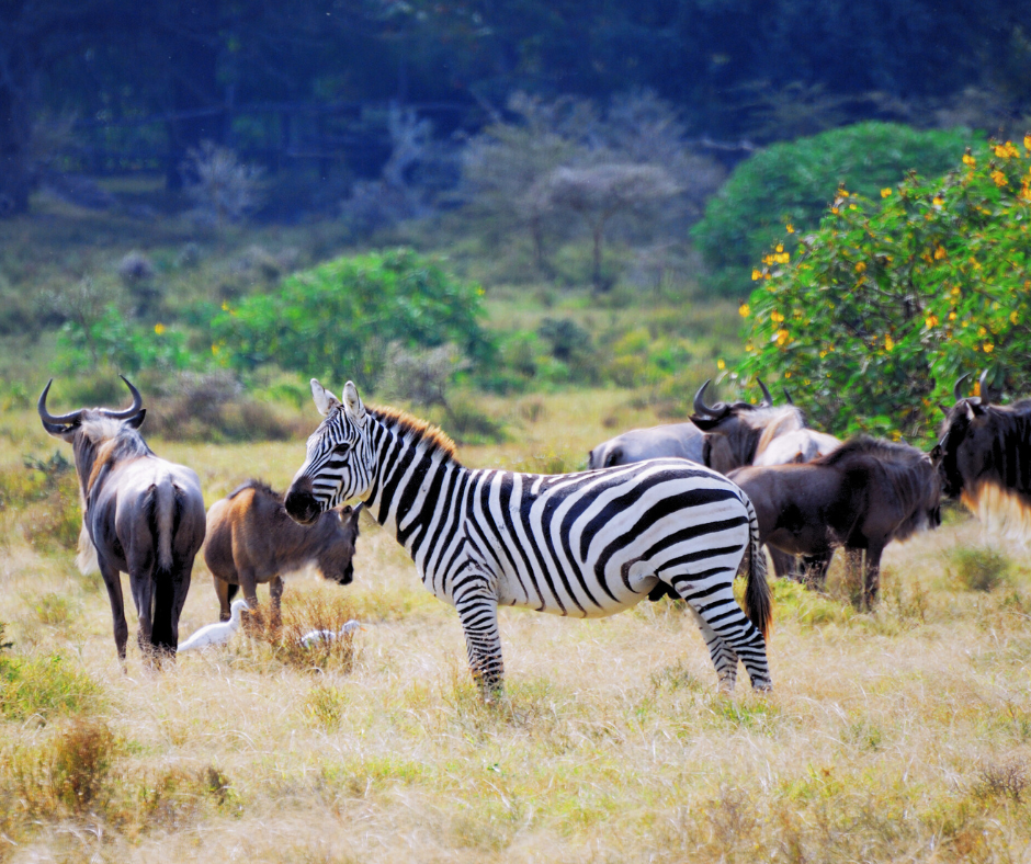 Zebra and wildebeests standing in a grassy savanna with green bushes in the background, under a clear blue sky. Mood is peaceful.