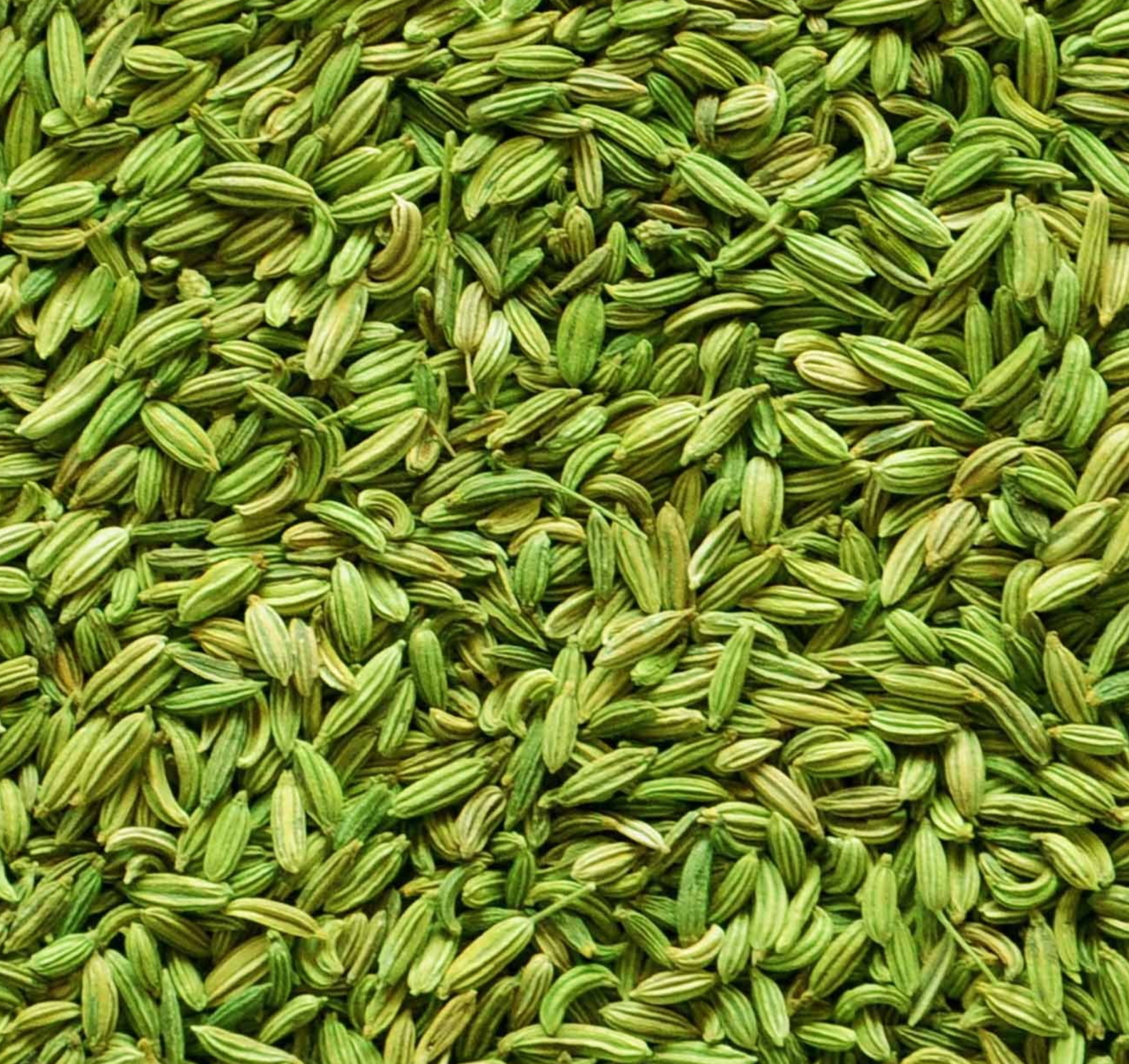 WFS001 | Fennel Seeds (Saunf)