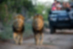 safari_12