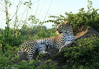 Close Up Game Viewing at Jaci s Sabi House.jpeg