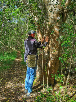 ZenGuiding forest bathing