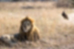 Territorial males