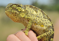 Sabi Sand Safari Savanna