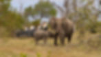 Dulini Game Drives