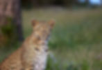 tutlwa_stalk_david_dampier