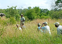 nottens-bush-camp-game-walk-sabi-sand Sabi sand Safari
