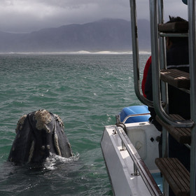 Ivanhoe sea safaris whale watching tours