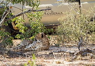 Wildlife at Arathusa.jpg